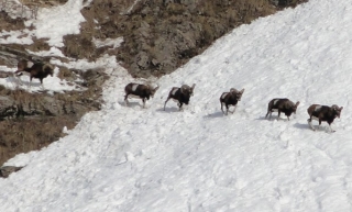  阿尔卑斯欧洲盘羊鞋 